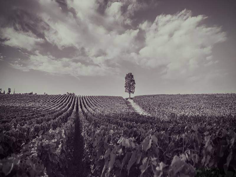 tenuta ca del bosco