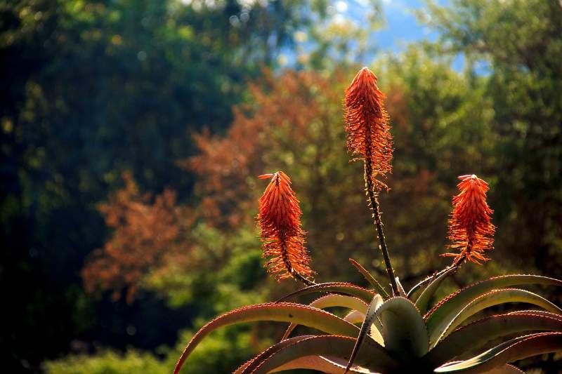 aloe dimagrire