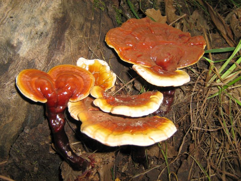 Lentinula Edodes, un efficace rimedio naturale