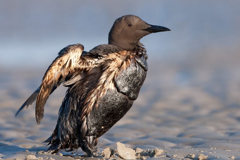 Contaminazione e inquinamento da petrolio, la sofferenza degli animali