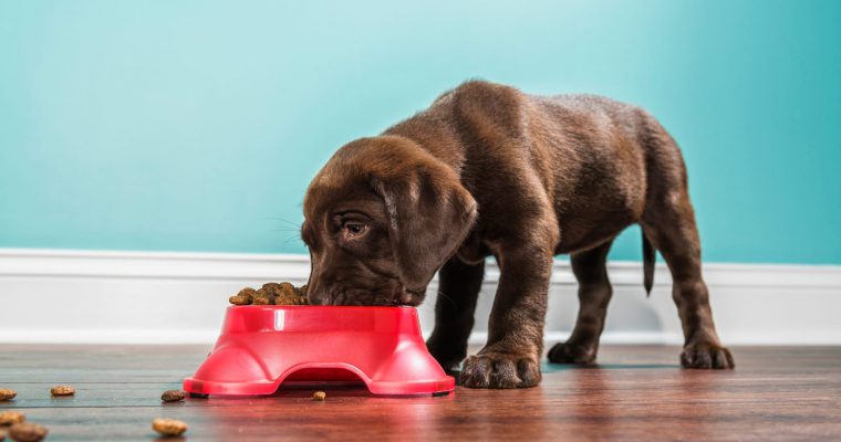 Crocchette per cani cuccioli: tutto quello che devi sapere