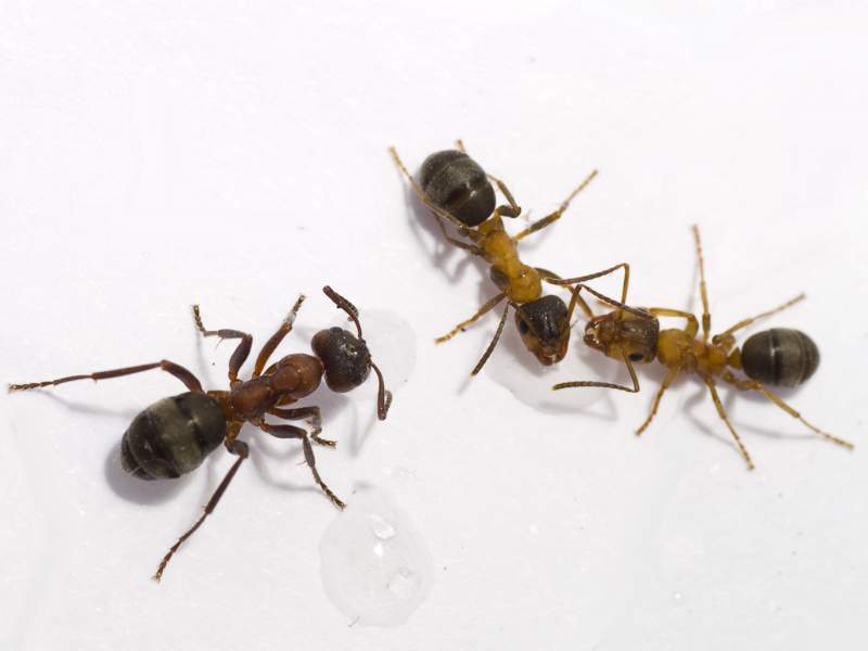 La disinfestazione da formiche