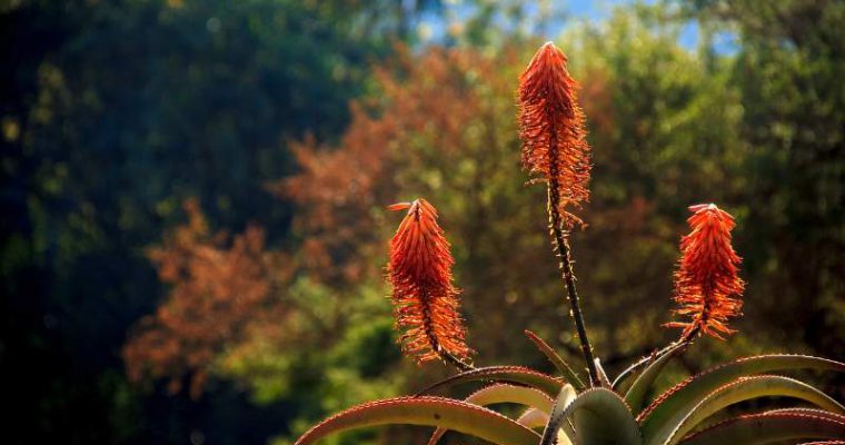 Aloe, la pianta che aiuta a dimagrire