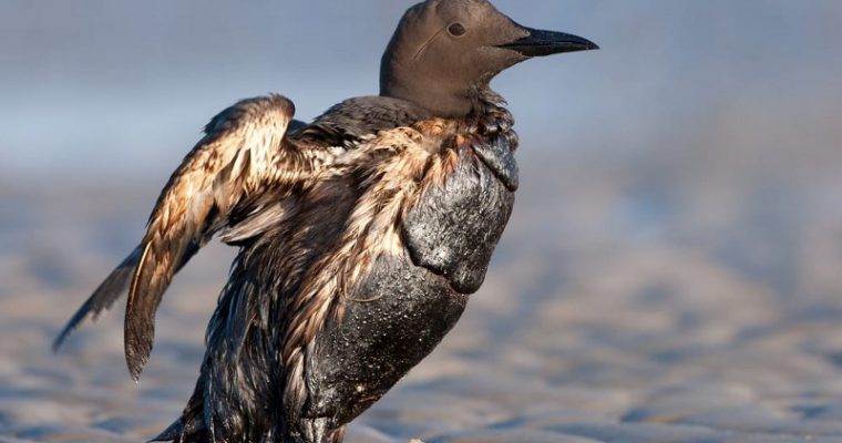 Contaminazione e inquinamento da petrolio, la sofferenza degli animali