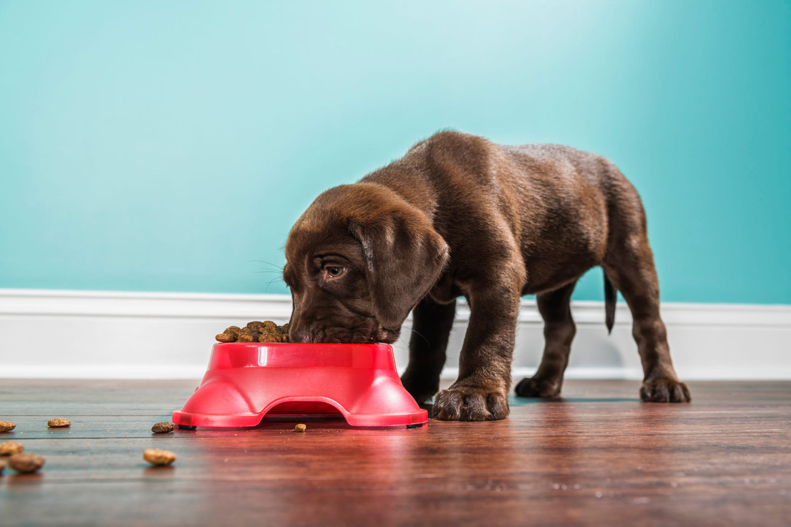 Crocchette per cani cuccioli: tutto quello che devi sapere