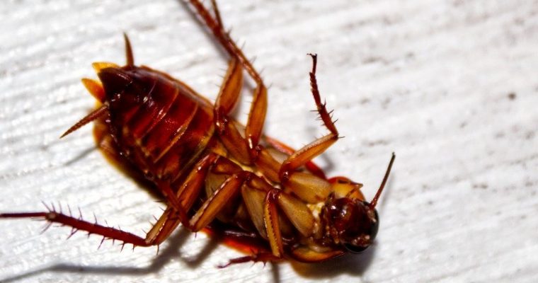Come evitare un’infestazione di scarafaggi