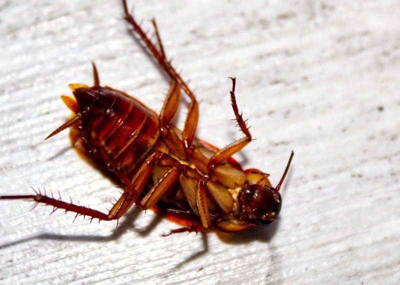 Come evitare un’infestazione di scarafaggi