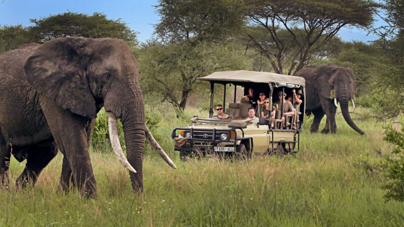 Tutto quello che bisogna sapere per organizzare un safari in Tanzania