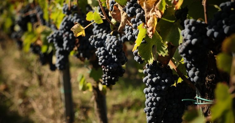 Aglianico, il grande vino campano ereditato dai Greci