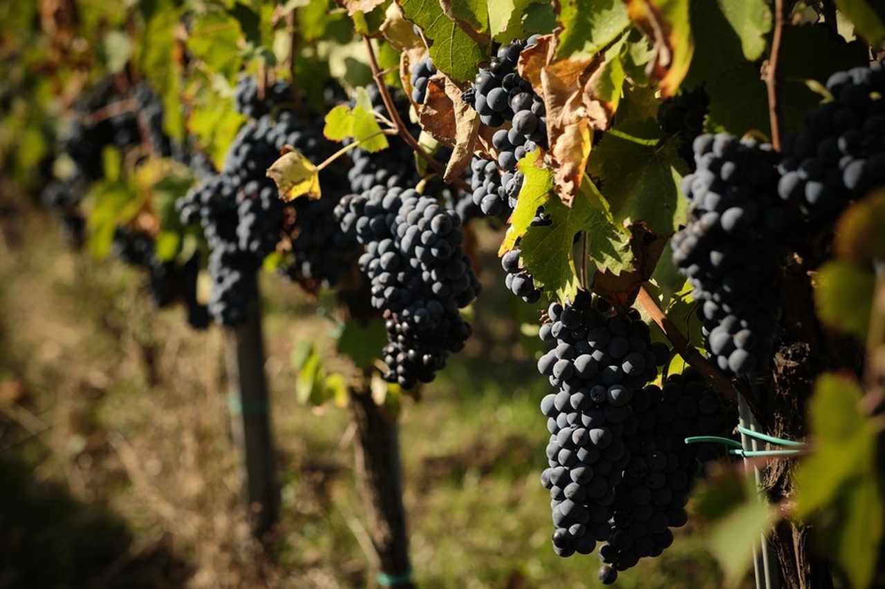 Aglianico, il grande vino campano ereditato dai Greci