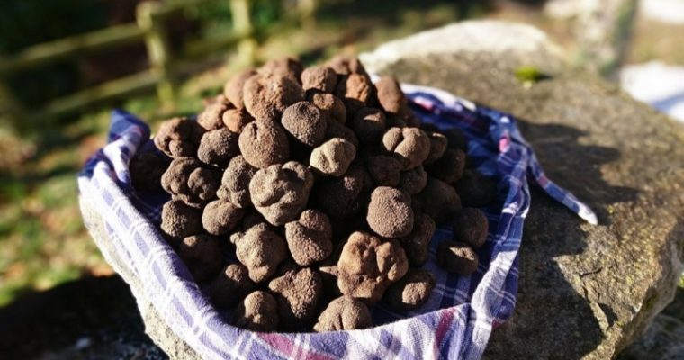 Dessert al tartufo: una ricetta che sorprenderà i tuoi amici