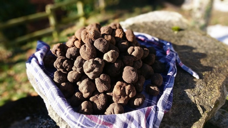 Dessert al tartufo: una ricetta che sorprenderà i tuoi amici