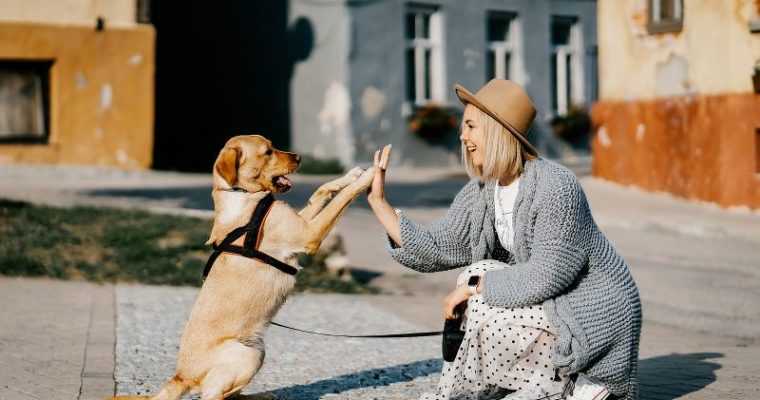 In vacanza con il tuo amico a quattro zampe, tutti i consigli