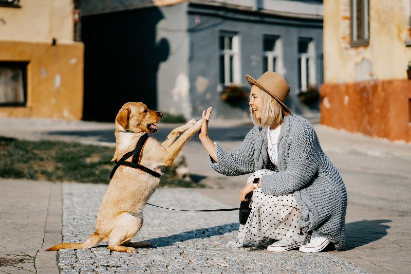 In vacanza con il tuo amico a quattro zampe, tutti i consigli