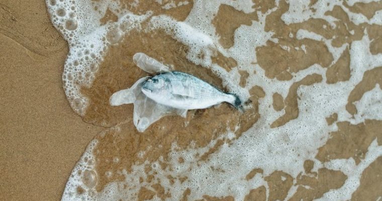 Microplastiche: che cosa sono e perché̀ è importante eliminarle